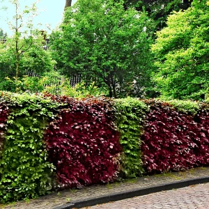 12x Haie de hêtres Fagus vert-rouge - Plants à racines nues