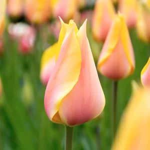12x Tulipes  'Blushing Beauty' Jaune-Rose