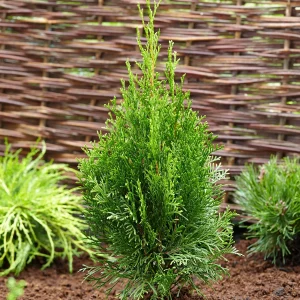 3 Thuya Thuja 'Smaragd'