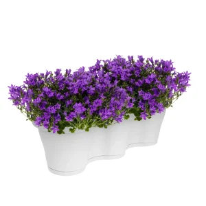 3x Campanule Campanula 'Ambella Intense Purple' violet avec jardinière blanc