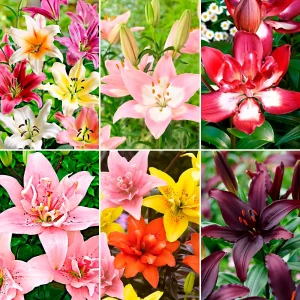 100+ Lys Lilium 'Asian Lilies' Mélange de couleurs
