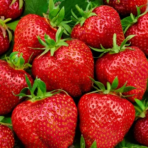10x Fraise Fragaria 'Elsanta' rouge - Plants à racines nues